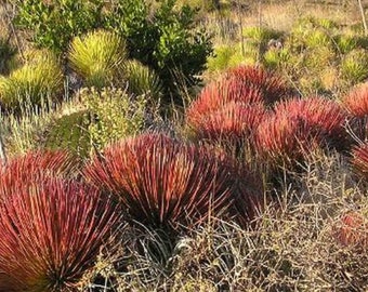 Red Hedgehog Agave - Agave stricta rubra - Rare 'Succulent' Seeds - Hedgehog Agave, Pink-Yellow, Stiff Agave, Dwarf Agave, Prickly Red Agave