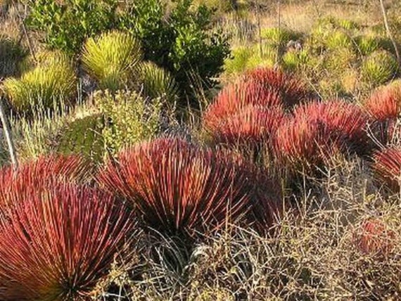 Red Hedgehog Agave - Agave Stricta Rubra - Rare 'succulent' Seeds -  Hedgehog Agave, Pink-yellow, Stiff Agave, Dwarf Agave, Prickly Red Agave -  Etsy Denmark