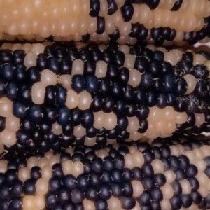Puede incluir: Primer plano de varias mazorcas de maíz con un patrón único. Los granos son una mezcla de azul oscuro, crema y marrón claro, creando una apariencia moteada. El maíz es un producto alimenticio natural.