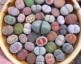 Pierres vivantes - Lithops ssp. - Rares 'Succulent' Seeds - Stonecrop, Blue-Violet, Pebble Plants, Stone Plants, Living Pebbles, Aizoaceae