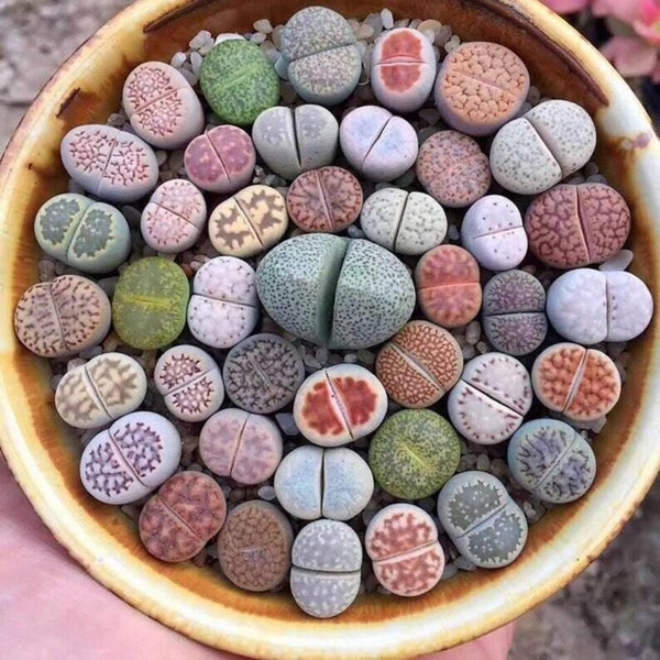 Pierres vivantes - Lithops ssp. - Rares 'Succulent' Seeds - Stonecrop, Blue-Violet, Pebble Plants, Stone Plants, Living Pebbles, Aizoaceae