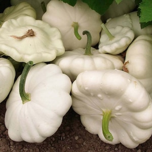 Peut inclure: Un groupe de courges pattypan blanches avec des tiges vertes. Les courges sont disposées en tas sur une surface brune.