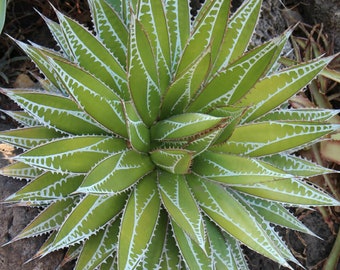 Agave impressionnant - Agave impressa - Graines « succulentes » rares - Agave bleu, Vert-jaune, Agave géant, Agave Titan, Mighty Agave, Noble Agave