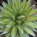 see more listings in the Succulent Plant Seeds section