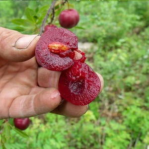 Plum Cherry - Prunus cerasifera - Rare &#39;Fruit&#39; Seeds