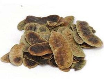 Dried Senna Pods Pack of 25 Grams - Home Terrarium and Vivarium Decor