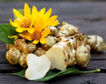 Jerusalem Artichoke - Helianthus tuberosus - Rare Heirloom Vegetable
