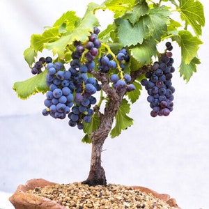 Bonsai de uva enana - Vitis vinifera - Semillas raras de 'fruta' - Bonsai Grapvine, Blue-Purple, Dwraf Grapvine, Vitis Vinifera Bonsai, Bonzai Grapevine