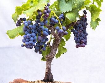 Dwarf Grape Bonsai - Vitis Vinifera - Rare 'fruit' Seeds - Bonsai  Grapvine,blue-purple,dwraf Grapvine,vitis Vinifera Bonsai,bonzai Grapevine  - Etsy Israel
