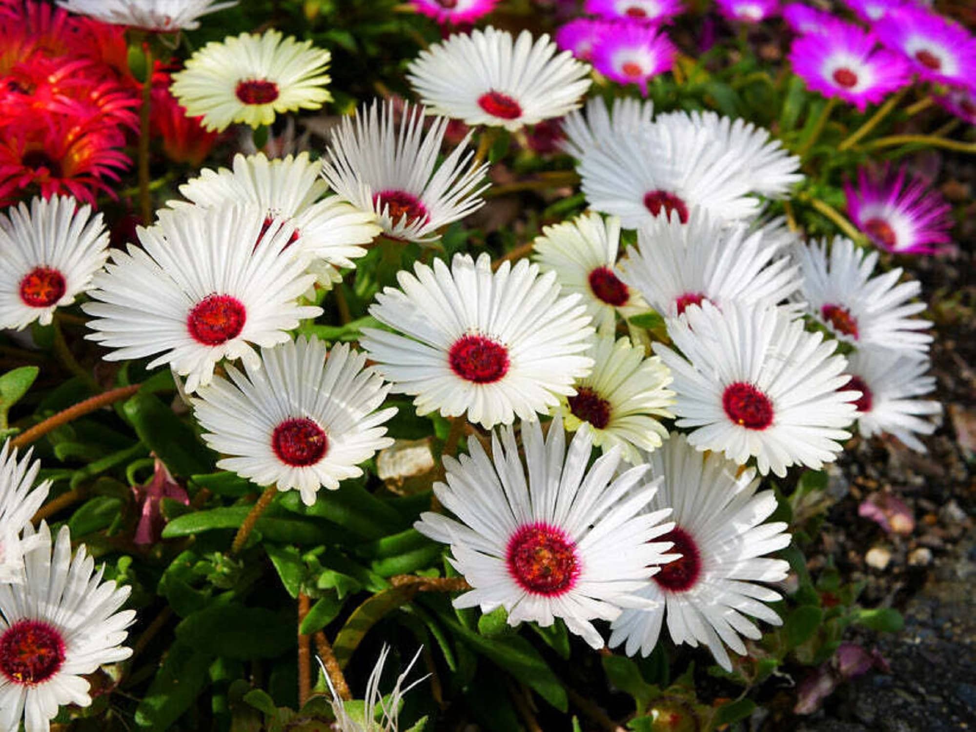 Semillas De Delosperma Para Jardín Y Techo Verde – Pack De 15 Semillas, Planta Tapizante Resistente, Atrae Polinizadores, Ideal Para Macizos Y Rocallas