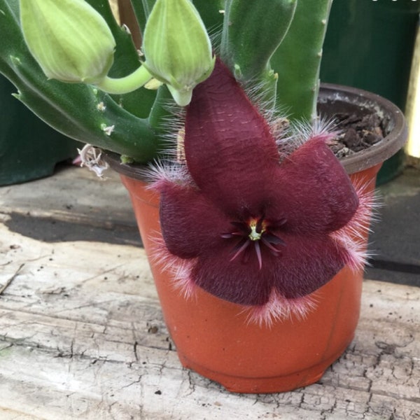 Giant Toad Flower - Stapelia grandiflora. Rare 'Succulent' Seeds -  Toad Lily, Giant Toad Plant,  Purple Tricyrtis, Lily of the Valley Bush