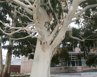 Árbol de goma blanca de montaña - Eucalyptus Dalrympleana - Semillas raras de 'planta' - Goma de montaña, verde-blanco, goma blanca alpina, goma de montaña de Tasmania