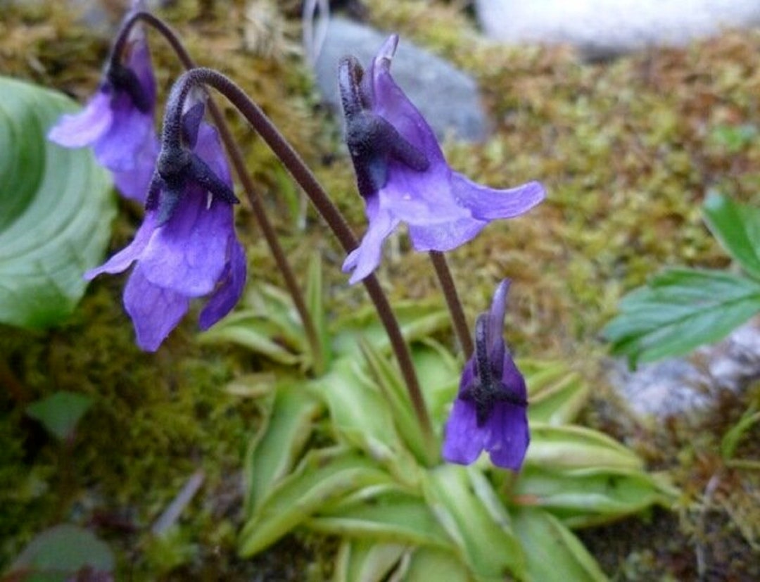 Common Butterwort Pinguicula Vulgaris Rare 'carnivorous' Seeds Common
