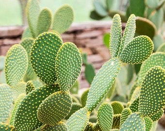 Bunny Ears Cactus - Opuntia microdasys - Rare 'Cactus' Seeds - Bunny Cactus, Yellow-Green, Polka Dot Cactus, Cactaceae, River Banksia