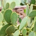 see more listings in the Cactus Plant Seeds section
