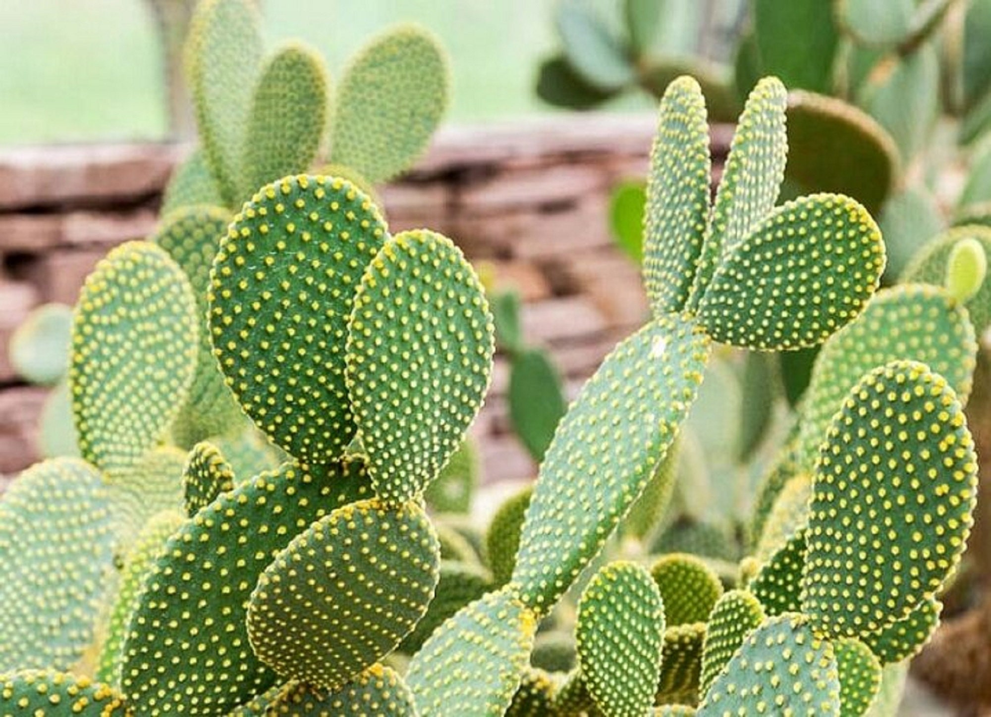 Hasenohren Kaktus - Opuntia microdasys - Seltene 'Kaktus' Samen - Bunny  Cactus, Gelb-Grn, Polka Dot Cactus, Cactaceae, River Banksia - Etsy  sterreich