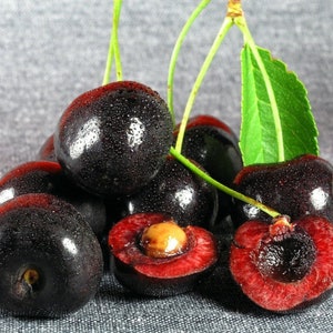Puede incluir: Un grupo de cerezas de color rojo oscuro, algunas cortadas por la mitad, revelando la pulpa roja y una sola semilla. Las cerezas están húmedas y brillantes, y algunas tienen tallos verdes.