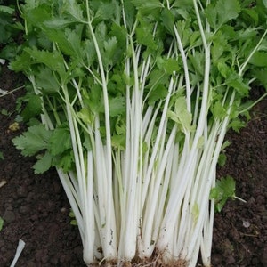 Könnte beinhalten: Ein Bund frischer Sellerie mit weißen Stielen und grünen Blättern. Der Sellerie ist erntereif.