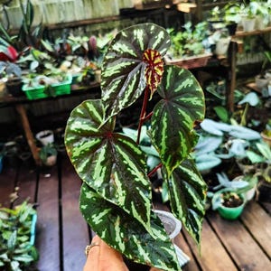 Begonia amphioxus - Etsy 日本
