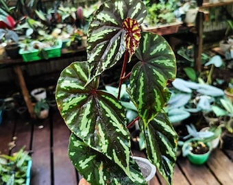 Begonia layar - Begonia sp. "Layar" - Semillas de 'plantas' raras