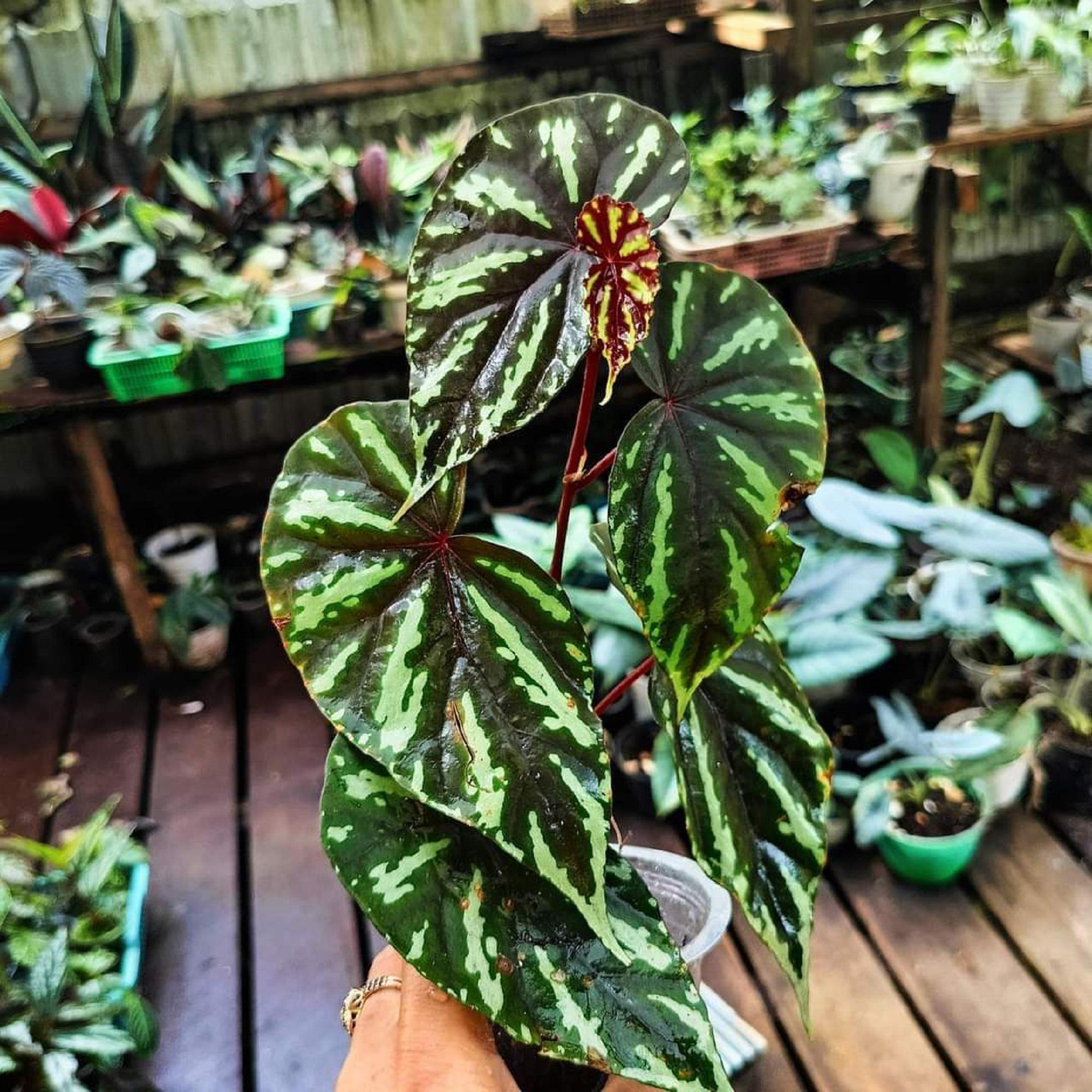 Begonia amphioxus - Etsy 日本