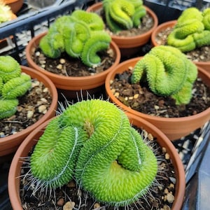 May include: Close-up of several small green cactus plants in terracotta pots. The cactus plants have a unique, spiraled shape and are arranged in a grid pattern.