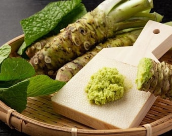 Wasabi / Japanese Horseradish - Wasabia japonica - Rare Heirloom Vegetable