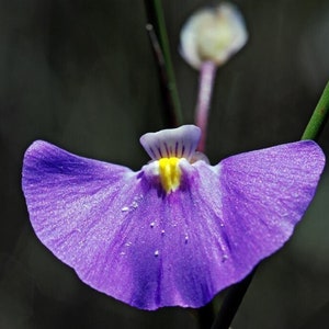 Bladderwort volubile - Utricularia volubilis - Rares « Carnivorous » Seeds - Utricularia uliginosa, Bladderwort submergé, Varech à bosse