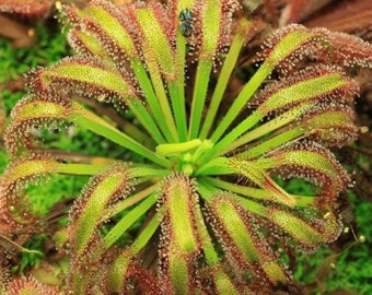 Cape Sundew 'Broadlead' - Drosera capensis 'Broad Leaf' - Rare 'Carnivorous' Seeds - Sundew, Expanded Leaf Sundew, South African Sundew