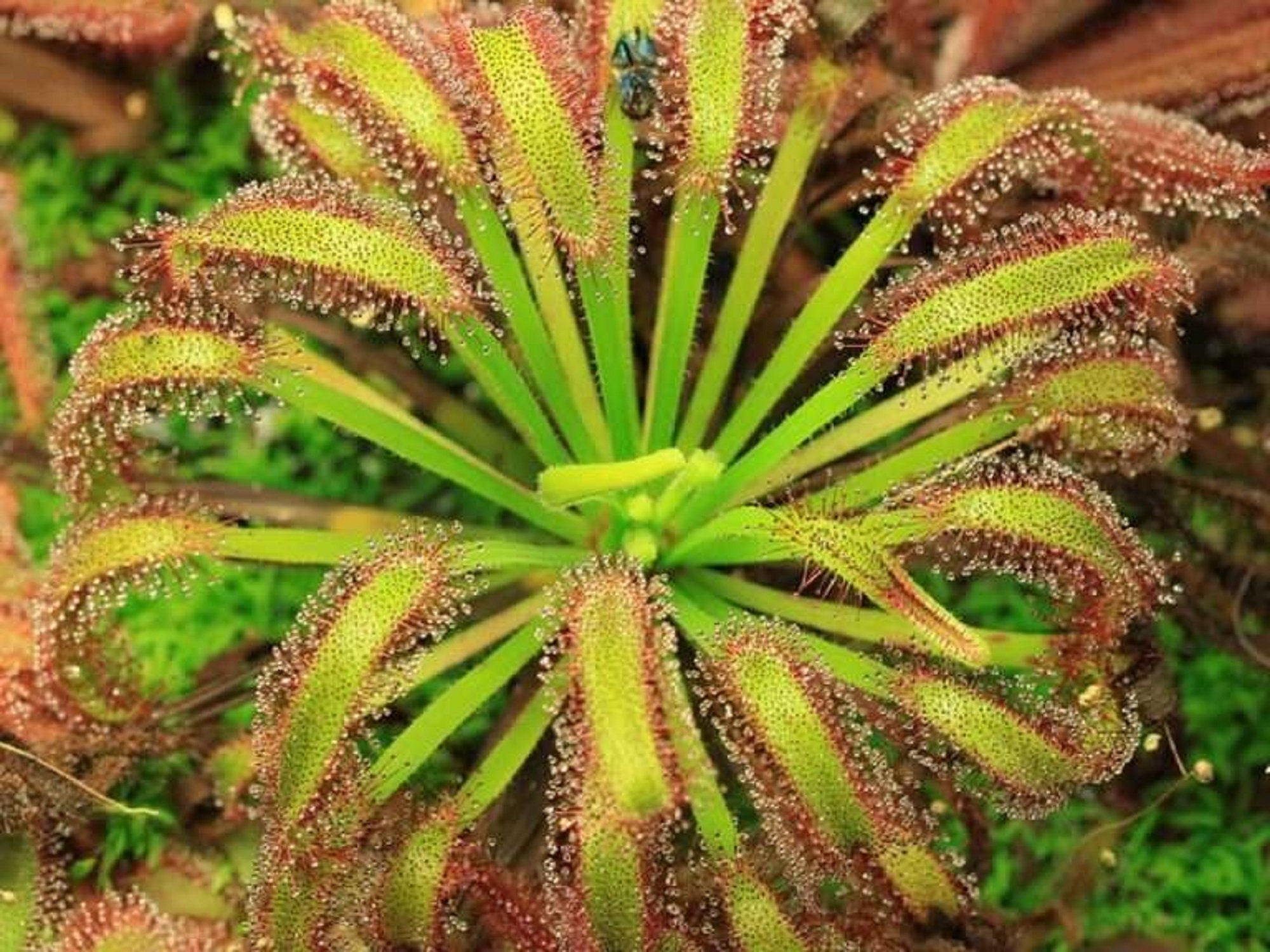 Drosera capensis - Crestate Form – Hewitt-Cooper Carnivorous Plants