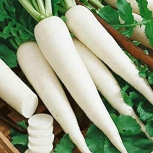 Daikon Rettich - Raphanus Sativus var. longipinnatus - Seltenes Erbsgemüse