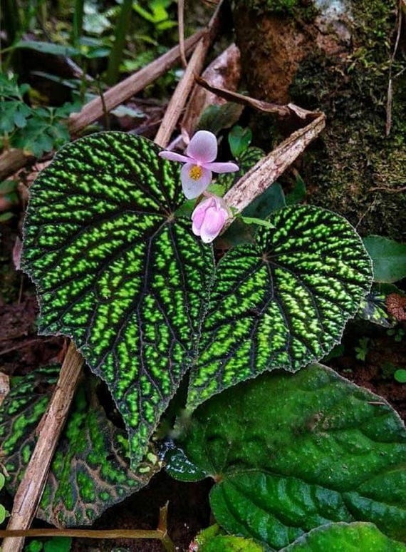 Kenji Begonia - Begonia Sp. 