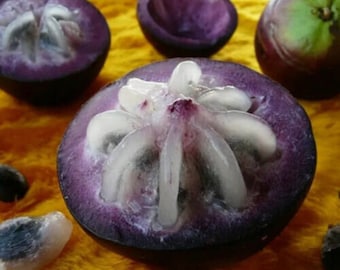 Stjärnäpple - Chrysophyllum cainito - Sällsynta 'Frukt'-frön - Caimito, Lila-Vit, Mjölkfrukt, Stjärnfrukt, Gyllene Bladträd