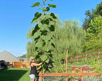 Russian Mammoth Sunflower - Helianthus sp - Rare 'Plant' Seeds - Giant sunflower, Green-Yellow, Tall sunflower, Russian Jumbo Sunflower