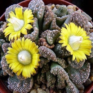 Concrete Jewel Plant - Titanopsis Calcarea - Rare Succulent 'Plants' Seeds - Rock Plant, Yellow-Brown, Stonecrop,Concrete Leaf, Pebble Plant