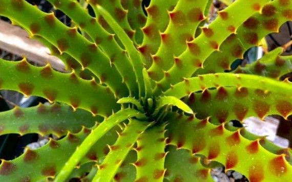 dracaena marg bicolor Oriental Dracaena Marginata Tricolor – Pulpy Garden main image 0