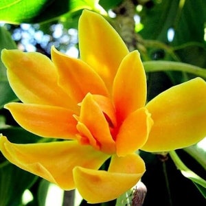 Champak Magnolie / Jade Orchideen Baum - Magnolia Champaca / Michelia Champaca - Seltene Pflanzen Samen - Duftender Himalaya Champaca, Rot-Gelb