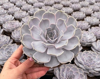 Spök-Echeveria - Echeveria lilacina - Sällsynta 'Suckulent' Frön - Hönor och kycklingar, Mexikansk snöboll, Vit mexikansk ros, Vit Echeveria