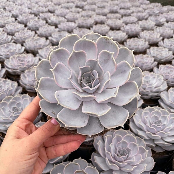 Ghost Echeveria - Echeveria lilacina - Rare 'Succulent' Seeds - Hens and Chicks, Mexican Snowball, White Mexican Rose, White Echeveria