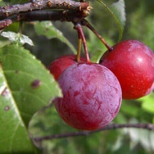 Flatwoods Plum / Wild Plum - Prunus Umbellata - Rare &#39;Fruit&#39; Seeds - Hog Plum, Red-Purple, Sloe, Creek Plum, Bush Plum,  American Wild Plum