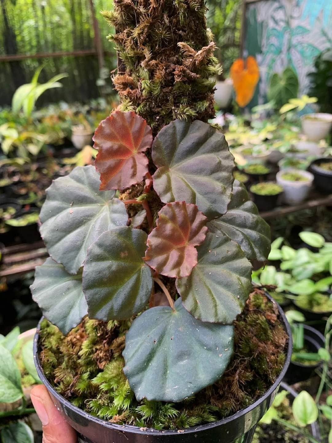 Sarawak Begonia - Begonia Sp. 