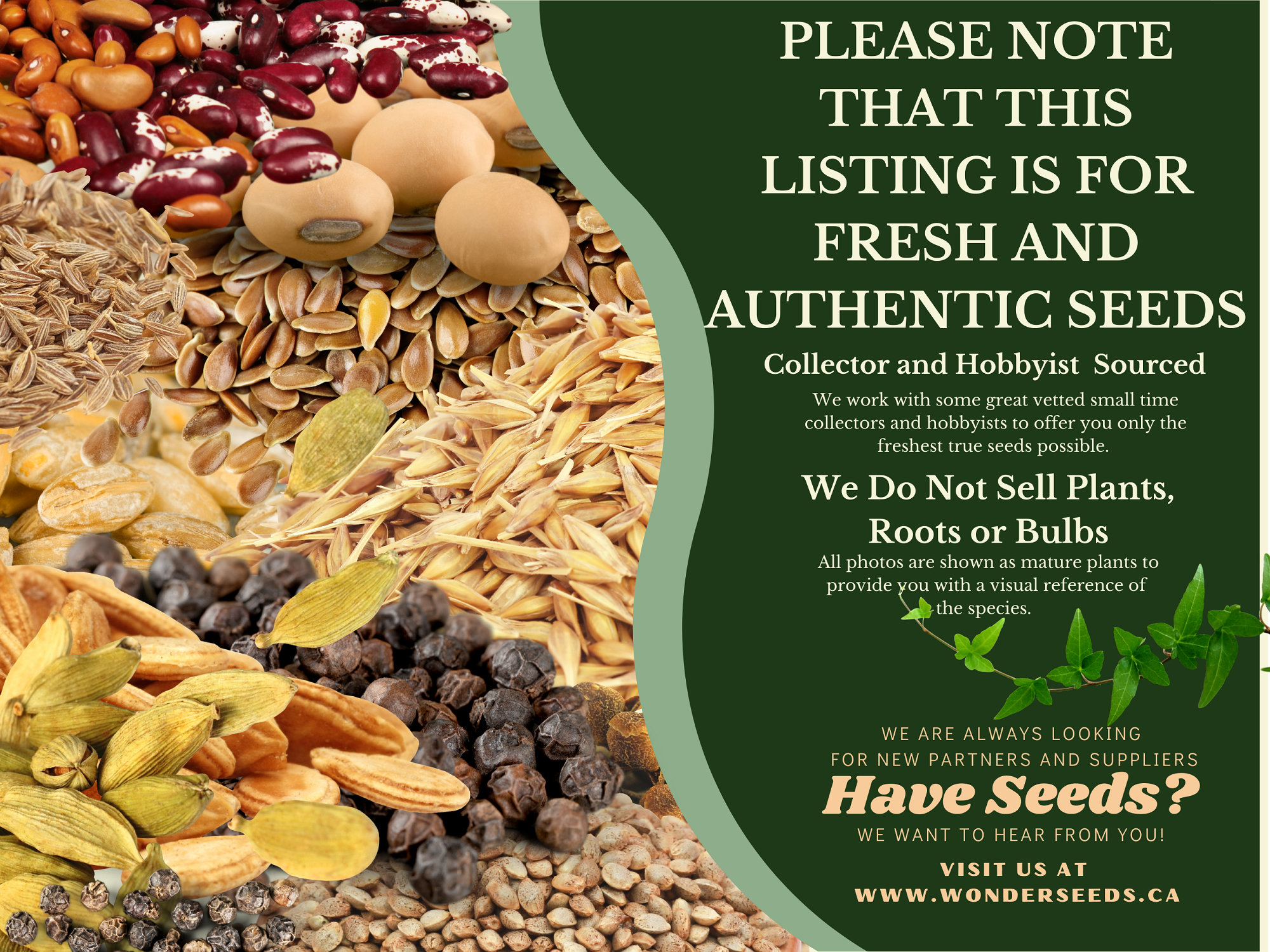 ウエスタンヘムロックの木 - Tsuga heterophylla - 珍しい「盆栽の木」の種子 -  マウンテンヘムロック、緑黄色、ツガ、カナダヘムロック、マツ科 - Etsy 日本