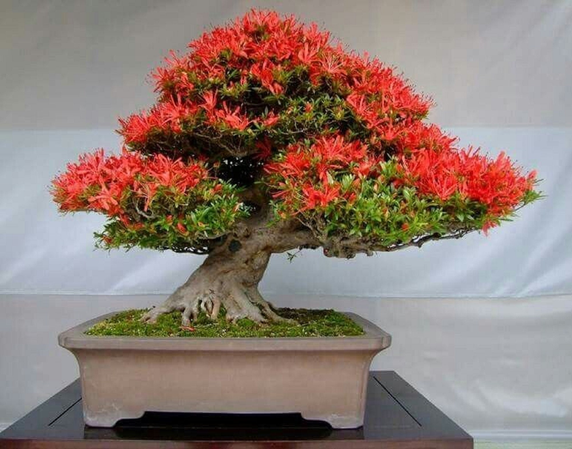 Delonix Regia Bonsai - Etsy Canada