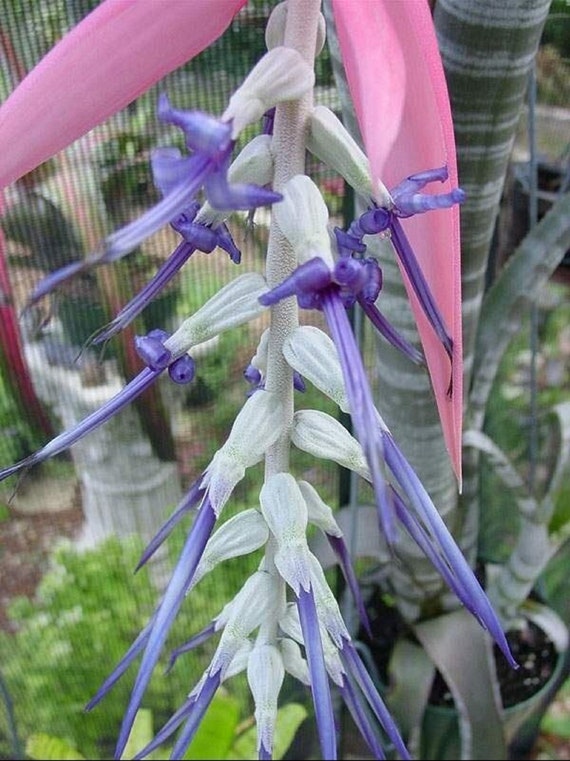 Brazillian Bromeliad - Billbergia Brasiliensis - Rare 'bromeliad