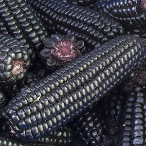 Könnte beinhalten: Nahaufnahme eines Stapels schwarzer Maiskolben. Die Kolben sind in einem zufälligen Muster angeordnet, wobei einige Körner sichtbar sind. Der Mais hat eine tiefe, satte schwarze Farbe und die Körner sind glänzend und glatt.