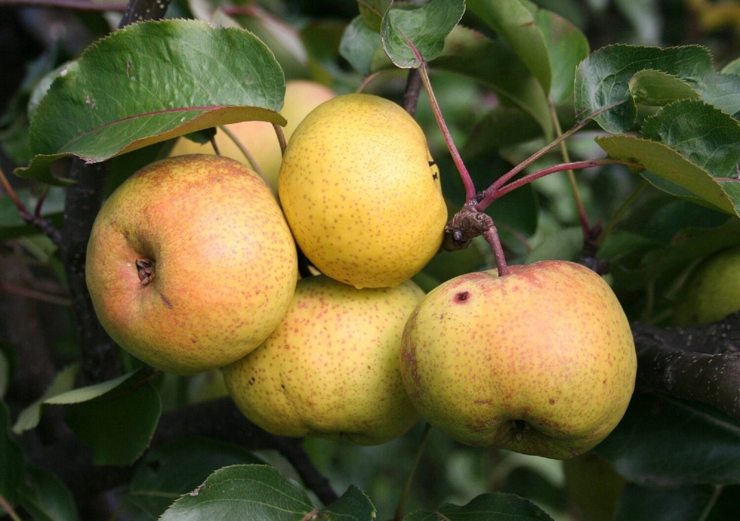 Chinese peer / Ussurische peer Pyrus ussuriensis Zeldzame 'Fruit'zaden ...