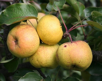 中国梨 / ウスリーナシ - Pyrus ussuriensis - 希少な「果物」の種子