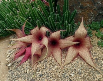 Afrikanische Aasblumenpflanze - Stapelia hirsuta - Seltene  'Sukkulenten'-Samen - Aasblume, Seesternblume, Krtenpflanze,  Schlangenkaktus - Etsy.de
