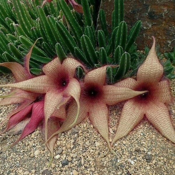 African Carrion Flower Plant - Stapelia hirsuta - Rare 'Succulent' Seeds - Carrion flower, Starfish flower, Toad plant, Snake cactus
