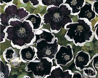 Schwarze Pennyblumen - Nemophila menziesii 'Penny Black' - Seltene 'Pflanzen'samen - Babyblaue Augen, Schwarz-Weiß, Penny Black Nemophila